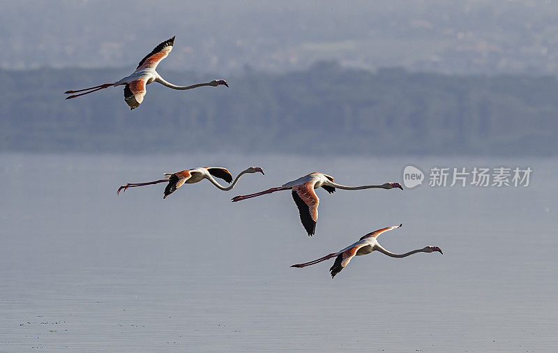 大火烈鸟(Phoenicopterus roseus)是火烈鸟科中分布最广的物种。纳库鲁湖国家公园，肯尼亚。